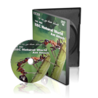 مستند حمله مورچه ها BBC Natural World Ant Attack
